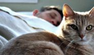 Чому кішки сплять на «хворому місці»?