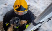Рятувальники ДСНС Чернігівщини прийшли на допомогу чотирилапому, який впав у комунікаційну шахту