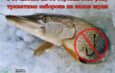 З 15 лютого на Чернігівщині заборонено вилов щуки