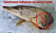 З 15 лютого на Чернігівщині заборонено вилов щуки