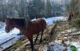 Кінне трелювання деревини в Карпатах
