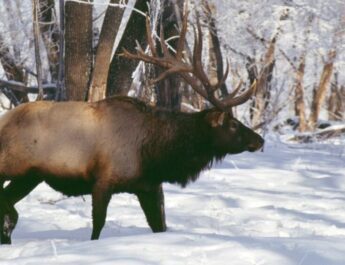3 березня – день захисту дикої природи та майбутнього планети