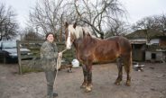 Чи повернуться коні у села?