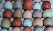 Ціни на яйця шокують!
