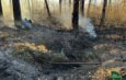 На Чернігівщині зафіксовано лісові пожежі через атаки дронів