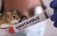 Хантавірусна інфекція: невидима загроза, яка вже є в Україні