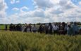 115 років селекційних традицій: у Носівці відбувся День поля, що об’єднав науку та аграрний бізнес