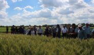 115 років селекційних традицій: у Носівці відбувся День поля, що об’єднав науку та аграрний бізнес