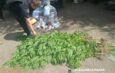 Носівські поліцейські викрили чоловіка у незаконному вирощуванні нарковмісних рослин
