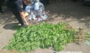 Носівські поліцейські викрили чоловіка у незаконному вирощуванні нарковмісних рослин