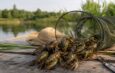 В Україні розпочався сезон лову раків