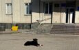 Будки повернуть: у Ніжині знайшли компроміс щодо безпритульних тварин