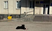 Будки повернуть: у Ніжині знайшли компроміс щодо безпритульних тварин