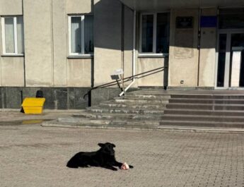 Будки повернуть: у Ніжині знайшли компроміс щодо безпритульних тварин