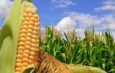 🌽 Сезон кукурудзи: чим вона корисна та коли може зашкодити