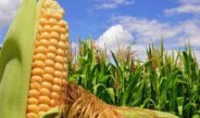 🌽 Сезон кукурудзи: чим вона корисна та коли може зашкодити