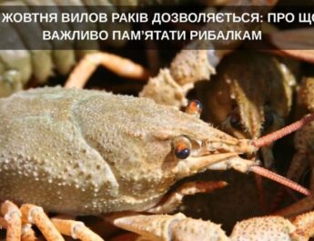 ЗАВЕРШУЄТЬСЯ ЗАБОРОНА НА ВИЛОВ РАКІВ: ПРО ЩО ВАЖЛИВО ПАМ’ЯТАТИ РИБАЛКАМ