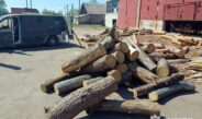 Повідомлено про підозри лідеру та сімом спільникам групи «чорних лісорубів», причетних до масштабної вирубки лісу
