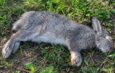 Моторошна ніч у селі Вертіївка: невідома істота розірвала клітки та загубила десяток кролів!