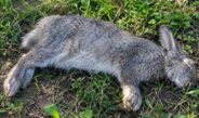 Моторошна ніч у селі Вертіївка: невідома істота розірвала клітки та загубила десяток кролів!